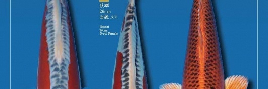 11de Narita veiling