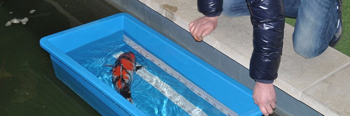 151 cm koi gaat naar huis