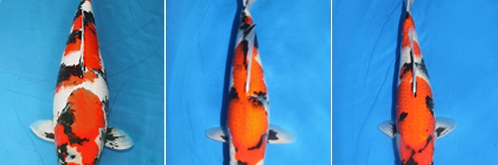 2 x raak bij Momotaro