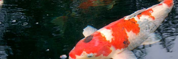 28 mei 2007