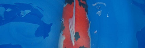 2nd in variety and size 5