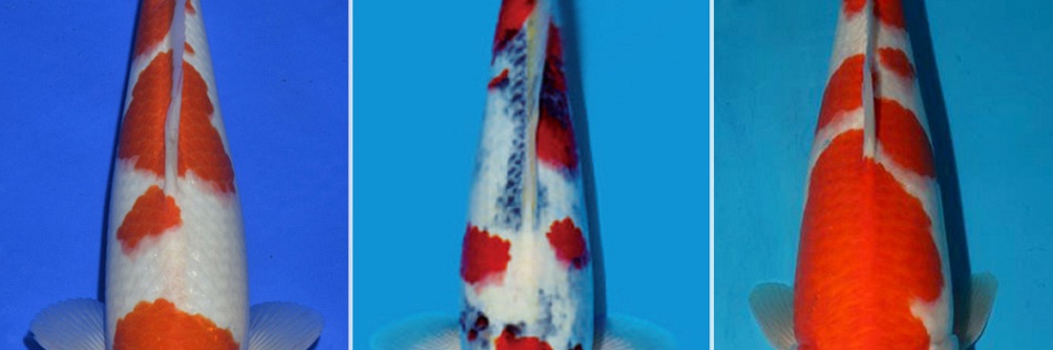 2x Kohaku, 1 x Showa