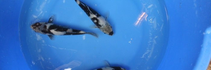 3 shiro's verlaten het nest