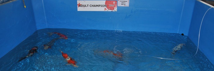 Adult Champion, 5 x eerste en 3 x tweede
