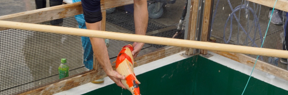 Als 2 honden vechten voor een been...