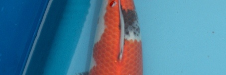 Arcen 2010 - de selectie