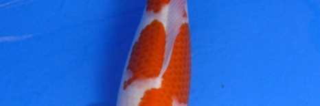 Auction Momotaro op 25 October