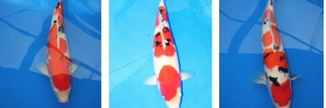 Auction Momotaro op 5 februari