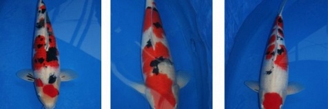 Auction Momotaro op 5 februari
