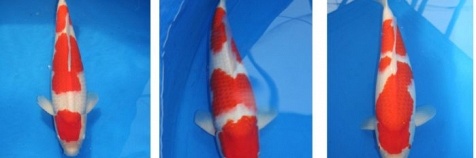 Auction Momotaro op 5 februari