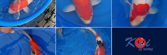 Belgium Koi Meeting 2009