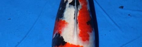 Beoordeling Showa Momotaro 1