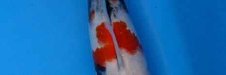 Beste Tosai Showa Volgens Momotaro Koi Farm