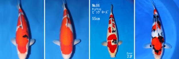 Bevestiging vanuit Japan