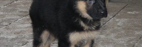 Bob's eerste cursusdag
