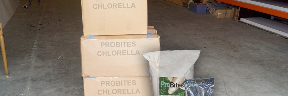Chlorella, de keuze van het moment