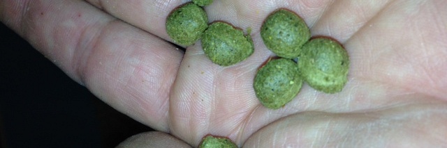 Chlorella: een mini-algje dat werkt als een tijger in je tank 