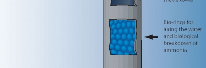 Clarity Proteine Skimmer