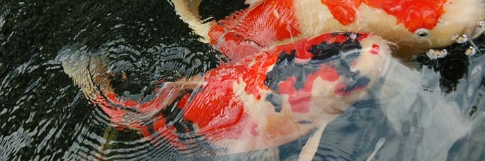 Close-up