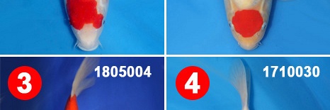Combinatie Deal