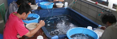 Culling bij Momotaro