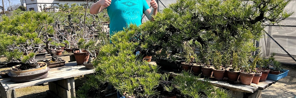 Dag 4, de dag van de bonsai