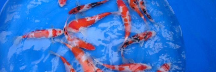 dagje Arendonk