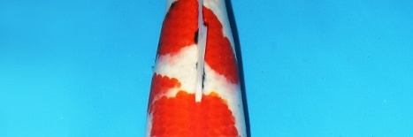 Dainichi auction 28 november