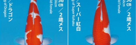 Dainichi Kai