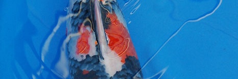 Daishiro en de anderen