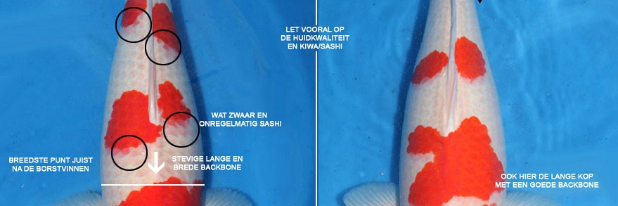 De 2 kohaku, deel 2