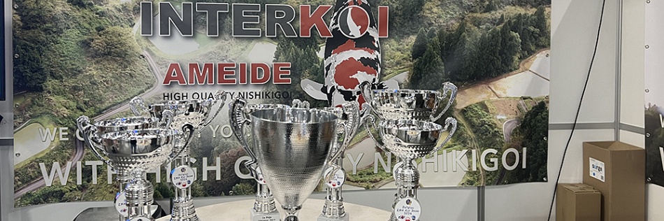 De baby champion showa
