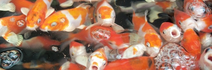 De babykoi van Ray