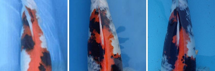De clown of koi nr. 704042