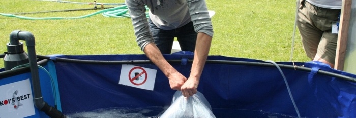 de holland koishow