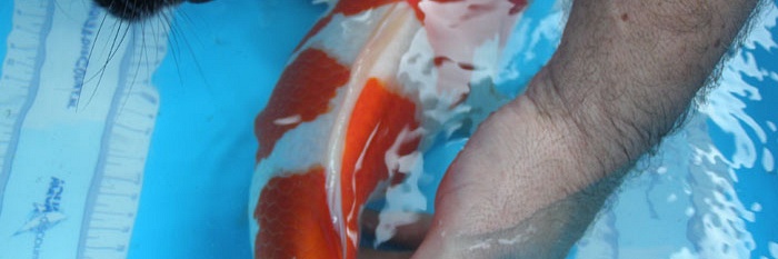 De kohaku van Willy
