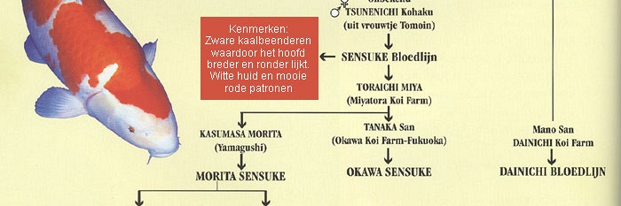 De Kohaku
