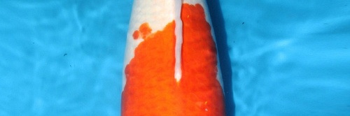 De Mako Kohaku