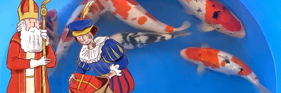 de opgroei koi in het zonnetje
