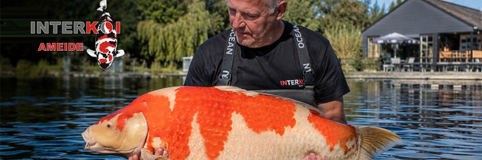 De reuzen van Interkoi Ameide