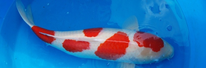De Sakai van Momotaro