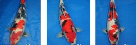 De showa's voor de auction van Momotaro