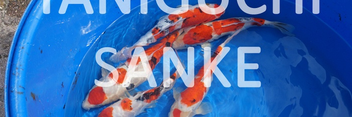 De Taniguchi aanbieding
