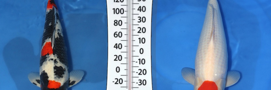 De temperatuurwaardebepaler