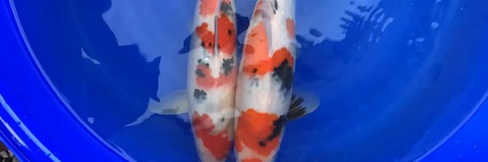 De tosai van H