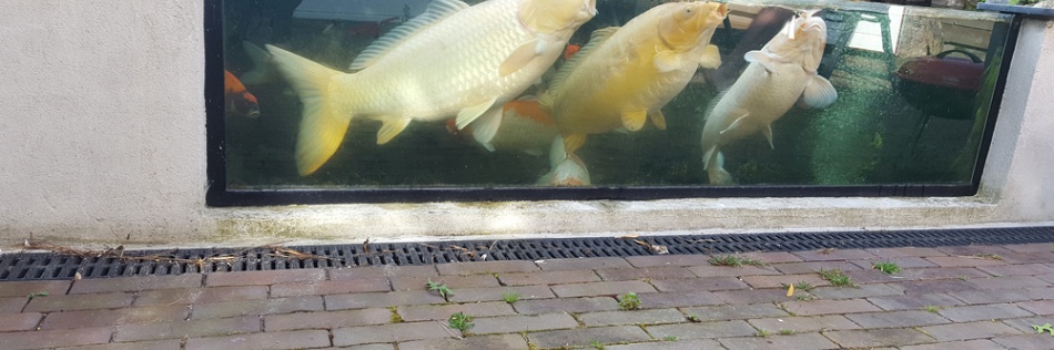 De vijver van Joyce en Roel