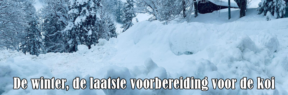 De winter, de laatste voorbereiding voor de koi