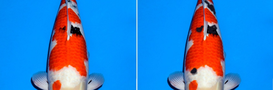 Dit is meer ons ding
