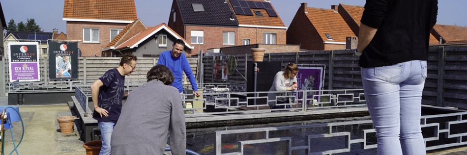 Een aantal koi gaat weer naar huis