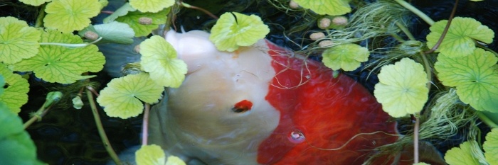 Een aquarium in de grond